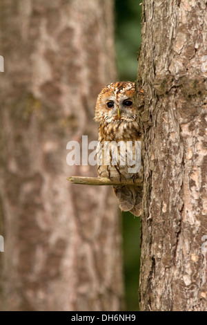 Tawny Eule, Strix Aluco sitzt in einem Baum Stockfoto