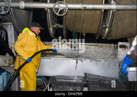 Fischer Rincing ein Trawler Heck Stockfoto