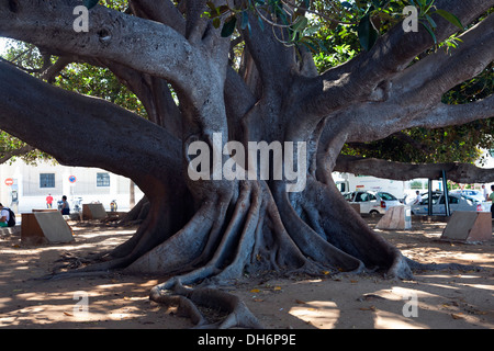 Ficus-Baumriesen in Cádiz, Andalusien, Spanien Stockfoto