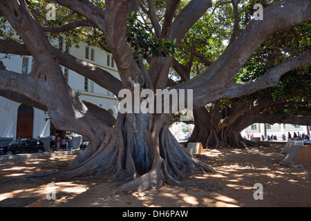 Ficus-Baumriesen in Cádiz, Andalusien, Spanien Stockfoto