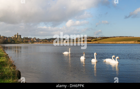 Gruppe der Schwäne auf dem Fluß Coquet mit Warkworth Castle in den Hintergrund, Northumberland, England, UK Stockfoto