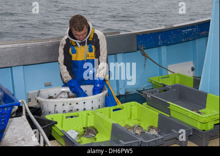 Fischer, die Tintenfische auf dem Heck eines Trawlers sortieren Stockfoto