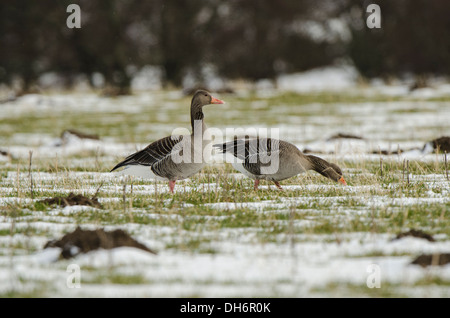 Ein paar Graugänse auf Winter-Felder. Stockfoto