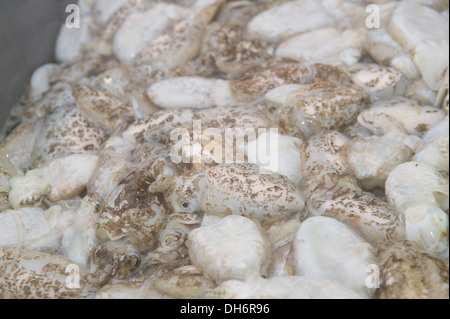 Tintenfische surften frisch Ausbreitung auf dem Heck eines Trawlers Stockfoto