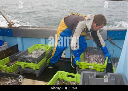 Fischer, die Tintenfische auf dem Heck eines Trawlers sortieren Stockfoto