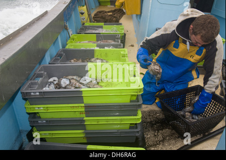 Fischer, die Tintenfische auf dem Heck eines Trawlers sortieren Stockfoto