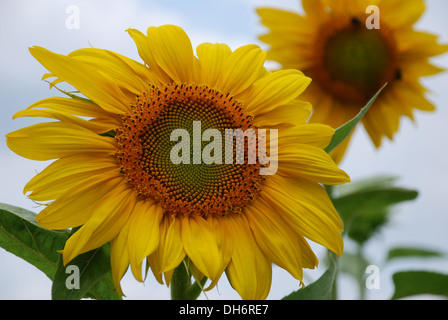 Zwei Sonnenblumen-Nahaufnahme Stockfoto