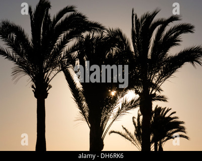 Silhouette von Palmen bei Sonnenuntergang, El Arenal, Playa de Palma, Mallorca, Balearen, Spanien Stockfoto