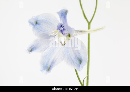 blass blau Delphinium Stockfoto