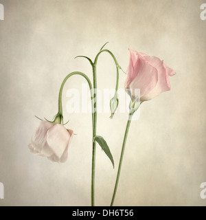 Zwei rosa overlay Eustoma mit Textur Stockfoto
