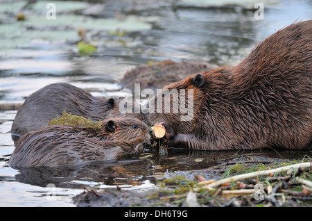 Ein Mutter-Biber kann 2 kleine Jungen Biber Rinde aus dem gleichen Stück Espenbaum kauen. Stockfoto