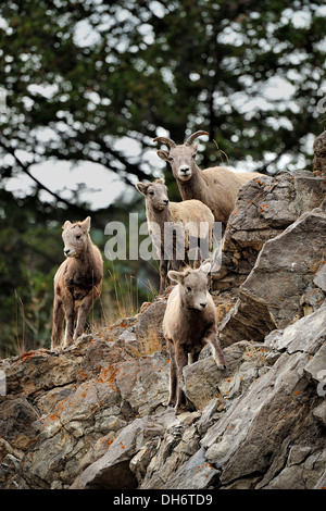 Eine Familie von Bighorn Schafe zu Fuß über einen Felsvorsprung. Stockfoto