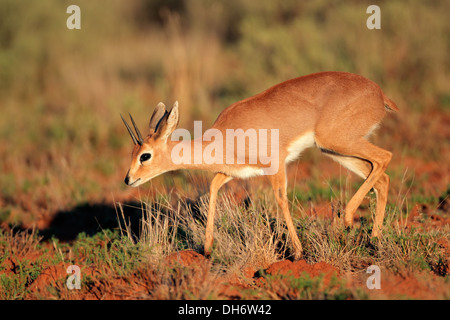 Männliche Steinböckchen Antilope (Raphicerus Campestris), Südafrika Stockfoto