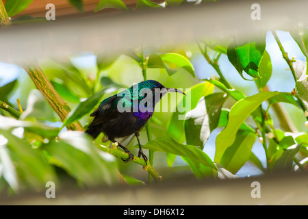 Palestine Sunbird draußen vor dem Fenster sitzen im Laub der Zitrusfrüchte Baum Stockfoto