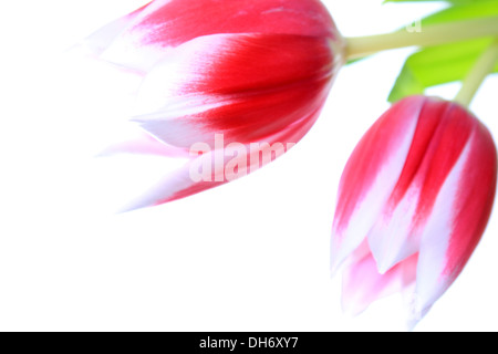 Blumen, Tulpe, die mit weißen Hintergrund isoliert Stockfoto