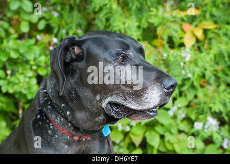 Porträt einer schwarzen Dogge im Frühjahr Stockfoto