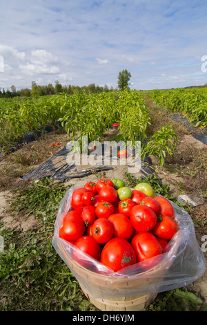 Leckere und frische Tomaten in einem Feld Stockfoto