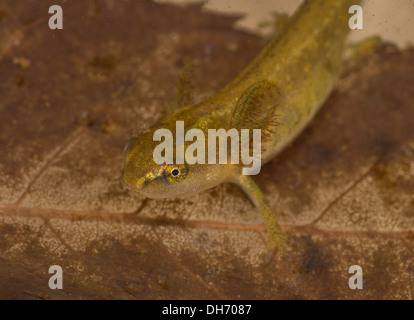 Glatt oder gemeinsame Newt Kaulquappe unter Wasser.  In einem fotografischen Aquarium genommen und zurück in die Wildnis unverletzt Stockfoto