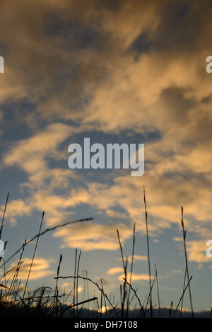 Silhouette lange Gras gegen ein stimmungsvoller Himmel am Abend. Stockfoto