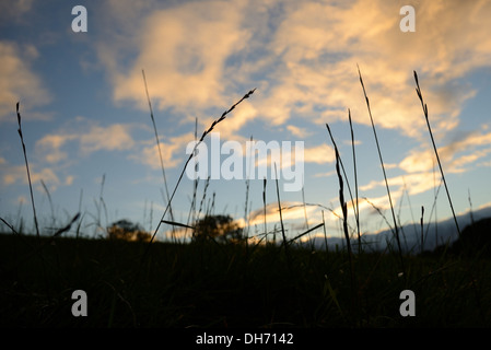 Silhouette lange Gras gegen ein stimmungsvoller Himmel am Abend. Stockfoto