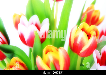 Blumen, schöne rosa Tulpe isoliert auf weißem Hintergrund Stockfoto