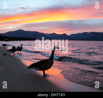 Kanadagänse am Lake Tahoe bei Sonnenuntergang Stockfoto