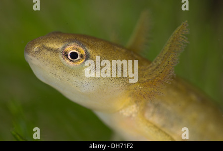 Glatt oder gemeinsame Newt Kaulquappe unter Wasser.  In einem fotografischen Aquarium genommen und zurück in die Wildnis unverletzt Stockfoto