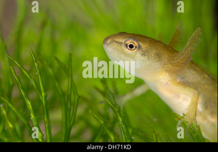 Glatt oder gemeinsame Newt Kaulquappe unter Wasser.  In einem fotografischen Aquarium genommen und zurück in die Wildnis unverletzt Stockfoto
