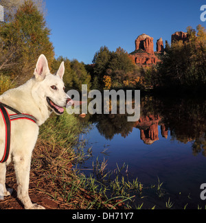 Hund am Red Rock Crossing, mit Cathedral Rock spiegelt sich in Oak Creek Stockfoto