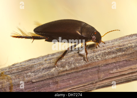 Eine mittelgroße schwarze Diving Beetle.  In einem fotografischen Aquarium genommen und zurück in die Wildnis unverletzt Stockfoto