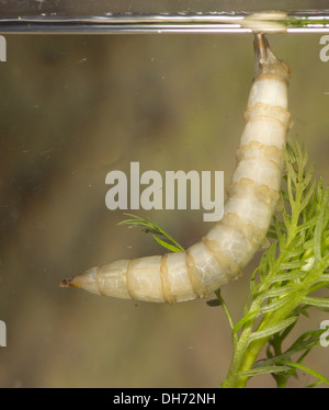 Riesige Pferdebremse Larve Tabanus SP. unter Wasser.  In einem fotografischen Aquarium genommen und zurück in die Wildnis unverletzt Stockfoto