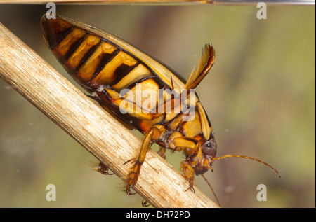 Eine Wespe große Diving-Käfer Gelbrandkäfer Circumflexus unter Wasser. In einem fotografischen Aquarium genommen und zurück in die Wildnis unverletzt Stockfoto