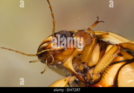 Ein Wespe große Diving Beetle Gelbrandkäfer Circumflexus hautnah zeigen, Saugnapf-Pads im Aquarium genommen und kehrte unversehrt bis wild Stockfoto