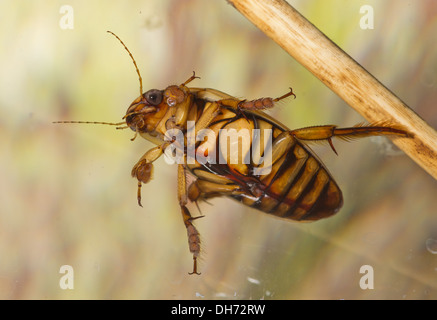 Eine Wespe große Diving-Käfer Gelbrandkäfer Circumflexus unter Wasser. In einem fotografischen Aquarium genommen und zurück in die Wildnis unverletzt Stockfoto