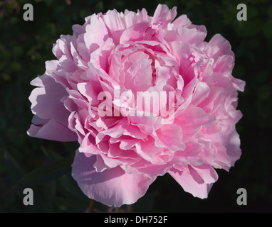 Nahaufnahme von rosa Pfingstrose Blüte gegen einen dunklen Hintergrund, am frühen Morgensonne, englischer Garten Stockfoto
