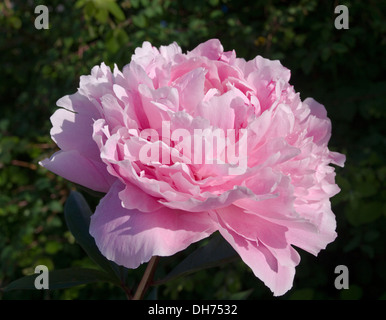 Nahaufnahme von rosa Pfingstrose Blüte vor dem Hintergrund von dunklem Laub, am frühen Morgensonne, englischer Garten Stockfoto