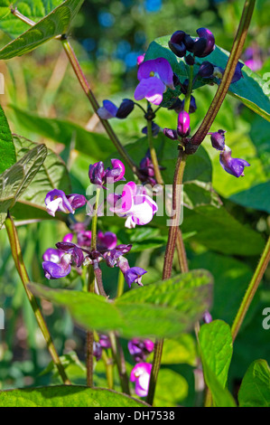 Nahaufnahme der Zwerg Französisch Bohne "Purple Queen" Pflanze blüht im Sommersonnenschein im Gemüsegarten, England UK Stockfoto