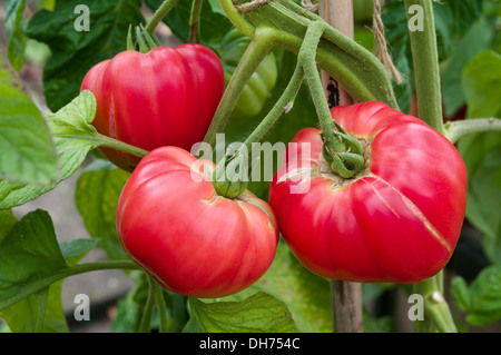 Dachstuhl des sehr großen hellen roten 'Brandy Boy' Fleischtomaten Reifung an Rebstöcken im heimischen Gewächshaus, England UK Stockfoto