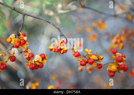 Chinesische Bittersweet Oriental Bittersweet Herbst Früchte Beeren hautnah Celastrus orbiculatus Stockfoto