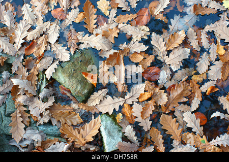 Gefallenen Traubeneiche Blätter auf dem Wasser Quercus petraea Stockfoto