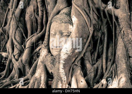 Buddha-Kopf, umgeben von Wurzeln Stockfoto