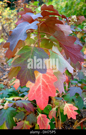 Multicolor Herbst Hydrangea Quercifolia verlässt Sikes Zwerg Stockfoto