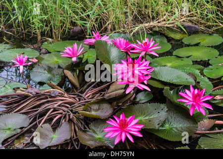 Pink Lotus in Lagune Stockfoto