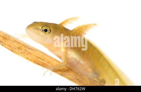 Glatte Newt Kaulquappe unter Wasser auf einem weißen Hintergrund.  In einem fotografischen Aquarium genommen und zurück in die Wildnis unverletzt Stockfoto