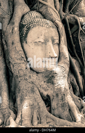 Buddha-Kopf, umgeben von Wurzeln Stockfoto