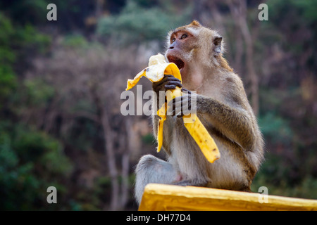 Ein Affe auf dem Stein sitzt und isst Banane Stockfoto