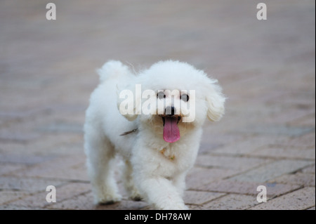 Ein Spielzeug-Pudel-Hund läuft auf dem Boden Stockfoto