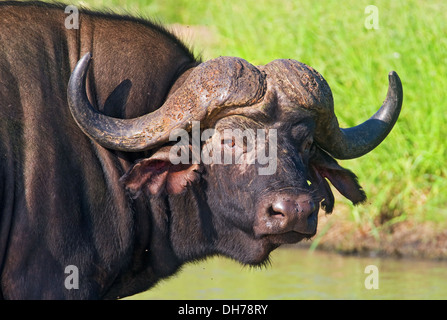Kaffernbüffel African Buffalo Gap, Buffalo, Big 5, afrikanische Tierwelt, Wildlife, wild, Tiere, Tier, Afrika, Horn Stockfoto