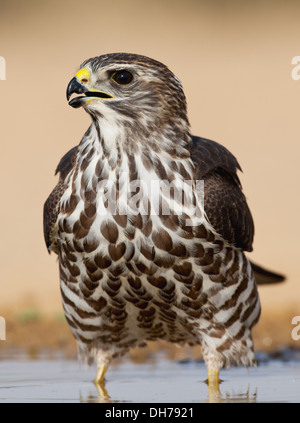 Levant Sparrowhawk Accipiter Brevipes, Sperber Stockfoto