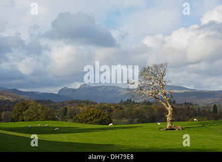 Die Langdale Pikes aus die Parklandschaft rund um Wray Castle, South Lakeland, Nationalpark Lake District, Cumbria, England UK Stockfoto